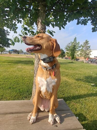 Centennial Dog Park - Davenport, IA