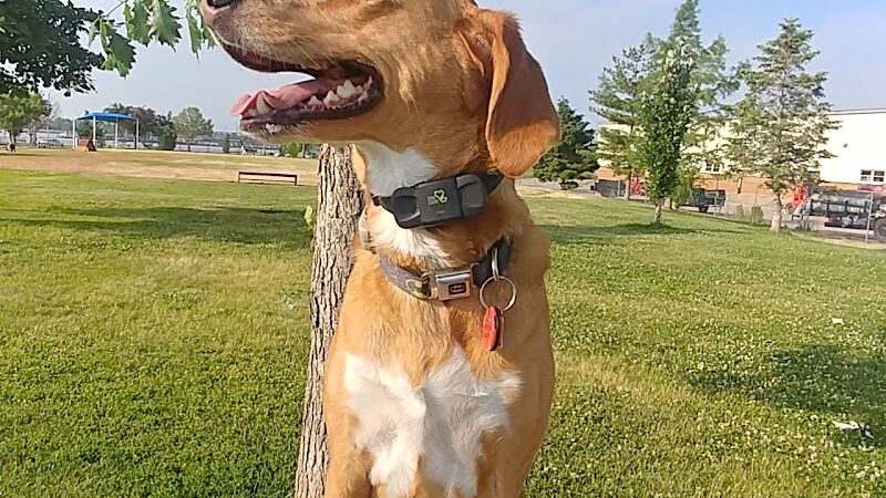 Centennial Dog Park - Davenport, IA