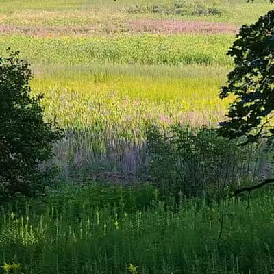 Shiawassee Basin Preserve Park - Davisburg, MI