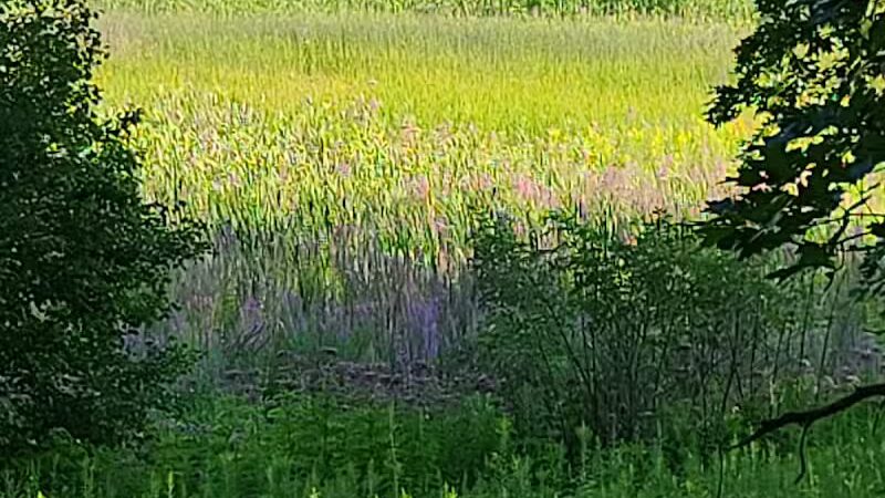 Shiawassee Basin Preserve Park - Davisburg, MI