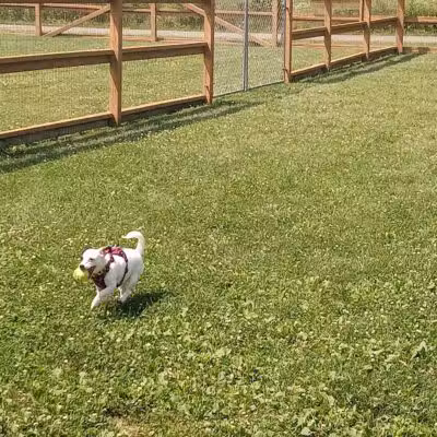 Davison Area Dog Park - Davison, MI