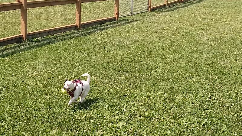 Davison Area Dog Park - Davison, MI