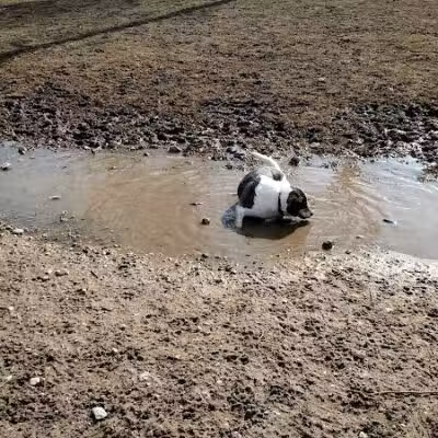 Davison Area Dog Park - Davison, MI