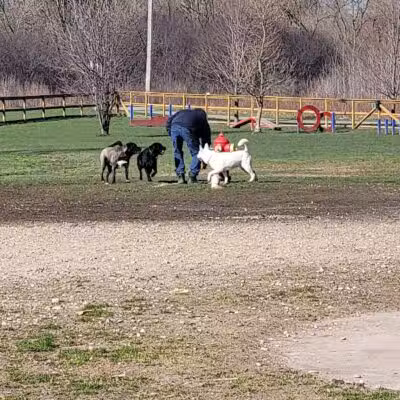 Davison Area Dog Park - Davison, MI