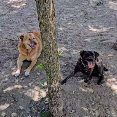 Davison Area Dog Park - Davison, MI