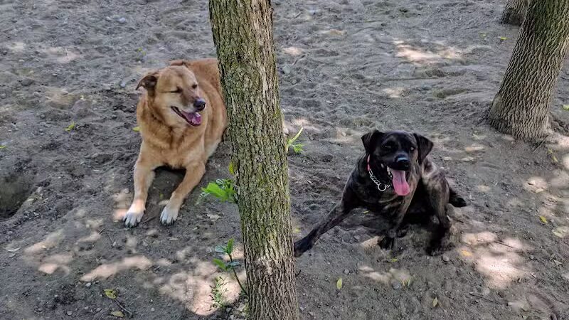 Davison Area Dog Park - Davison, MI