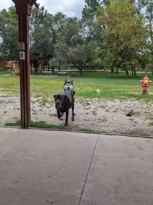 Davison Area Dog Park - Davison, MI