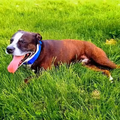 Highland Dog Park - Dayton,