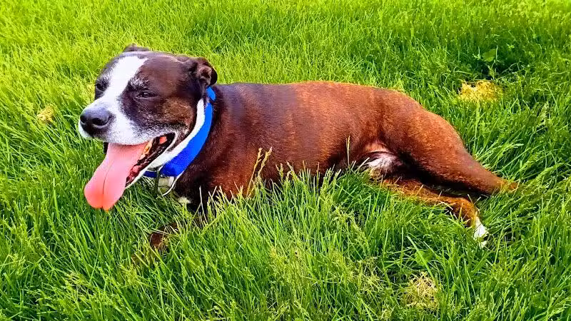 Highland Dog Park - Dayton,