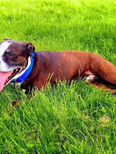 Highland Dog Park - Dayton,