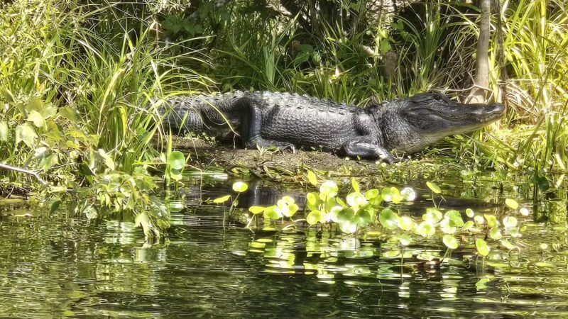 De León Springs State Park - De Leon Springs, FL
