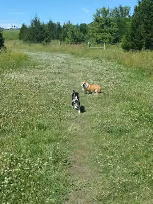 Kill Creek Streamway Dog Park - De Soto, KS