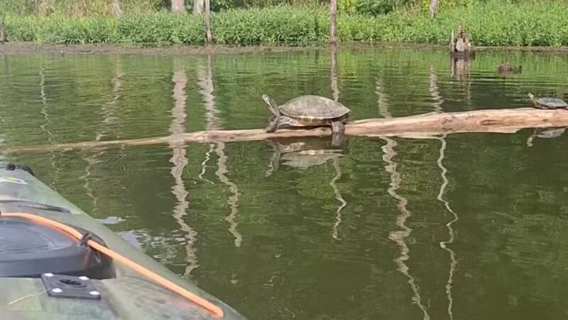 Kill Creek Streamway Dog Park - De Soto, KS