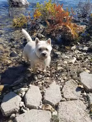 Detour Peninsula Nature Preserve - De Tour Village,