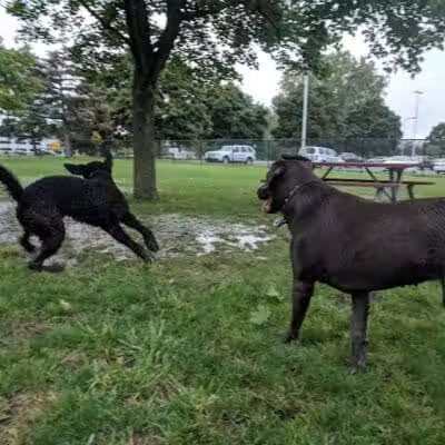 Dearborn Dog Park (Members Only) - Dearborn,