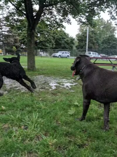 Dearborn Dog Park (Members Only) - Dearborn,