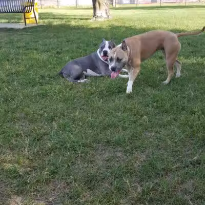 Dearborn Dog Park (Members Only) - Dearborn,