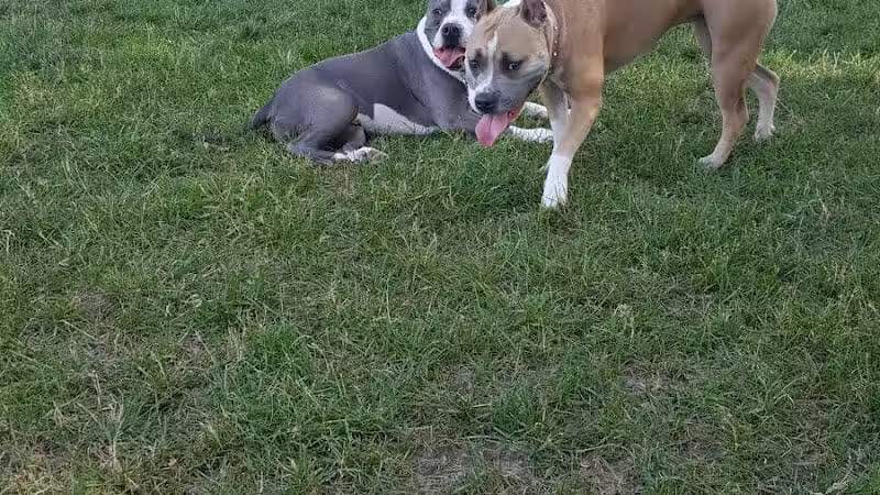 Dearborn Dog Park (Members Only) - Dearborn,