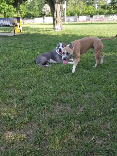 Dearborn Dog Park (Members Only) - Dearborn,