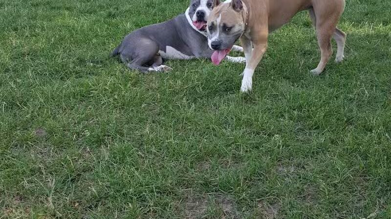 Dearborn Dog Park (Members Only) - Dearborn,