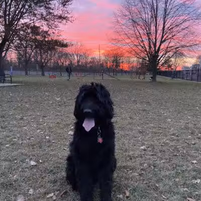 Dearborn Dog Park (Members Only) - Dearborn,