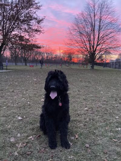 Dearborn Dog Park (Members Only) - Dearborn,
