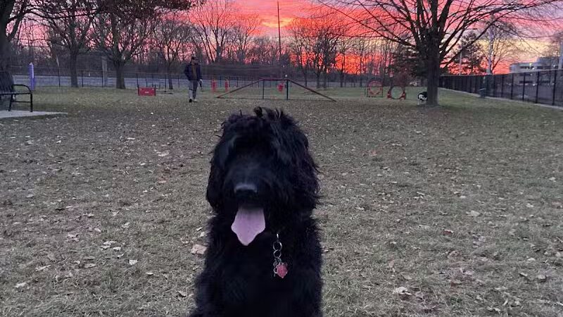 Dearborn Dog Park (Members Only) - Dearborn,