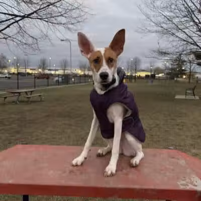 Dearborn Dog Park (Members Only) - Dearborn,