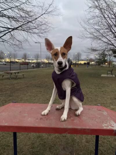 Dearborn Dog Park (Members Only) - Dearborn,