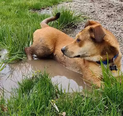 Dearborn Dog Park (Members Only) - Dearborn,