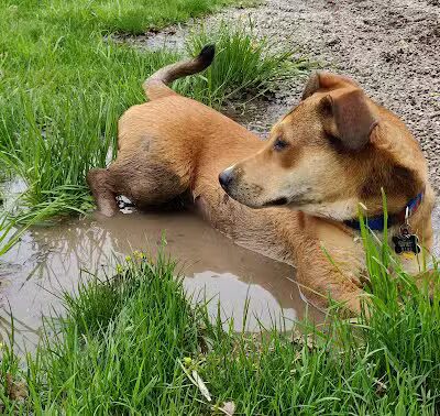 Dearborn Dog Park (Members Only) - Dearborn,