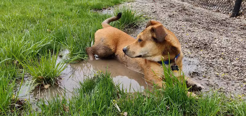Dearborn Dog Park (Members Only) - Dearborn,