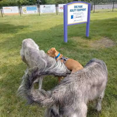 Dearborn Dog Park (Members Only) - Dearborn,