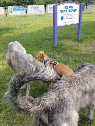 Dearborn Dog Park (Members Only) - Dearborn,