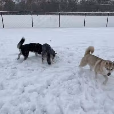 Dearborn Dog Park (Members Only) - Dearborn,