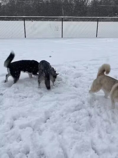 Dearborn Dog Park (Members Only) - Dearborn,