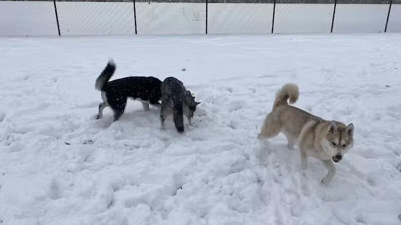 Dearborn Dog Park (Members Only) - Dearborn,