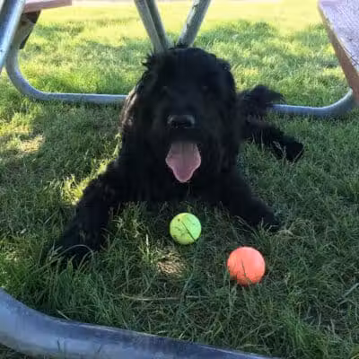 Dearborn Dog Park (Members Only) - Dearborn,