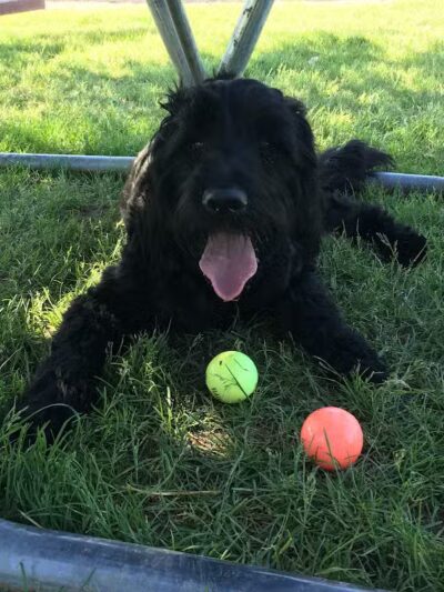 Dearborn Dog Park (Members Only) - Dearborn,