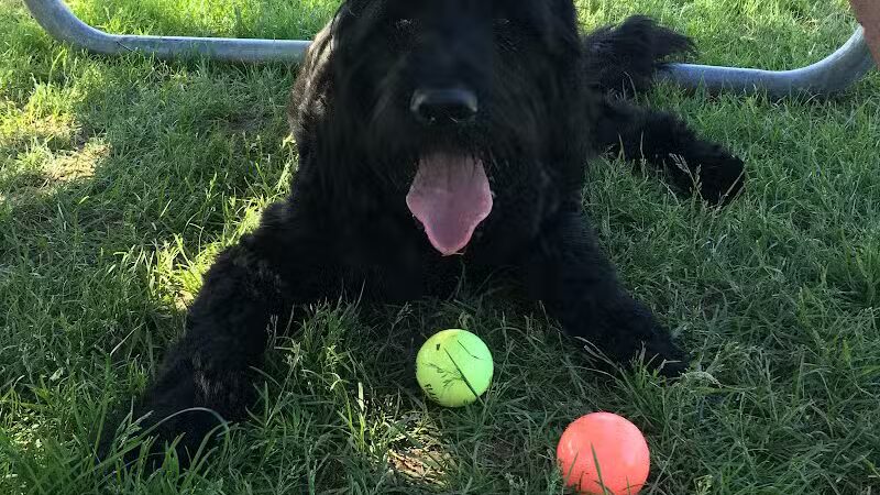 Dearborn Dog Park (Members Only) - Dearborn,