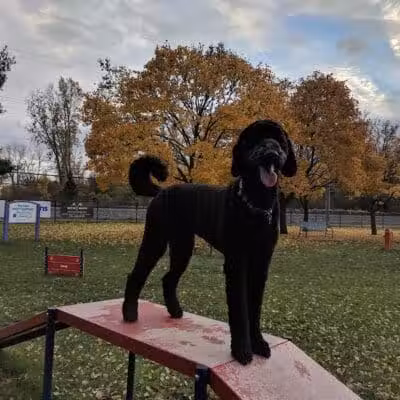 Dearborn Dog Park (Members Only) - Dearborn,