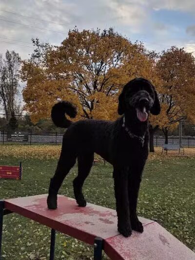 Dearborn Dog Park (Members Only) - Dearborn,