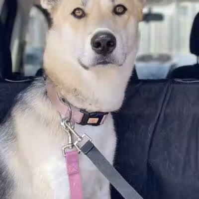 Central Bark Dog Grooming LLC - Dearborn Heights,