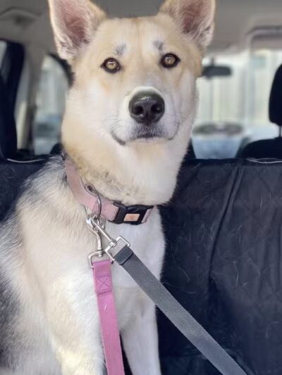 Central Bark Dog Grooming LLC - Dearborn Heights,