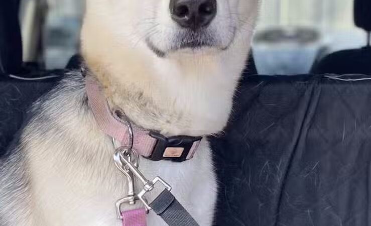 Central Bark Dog Grooming LLC - Dearborn Heights,