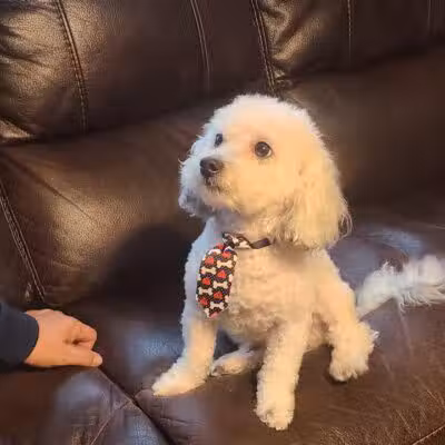 Central Bark Dog Grooming LLC - Dearborn Heights,