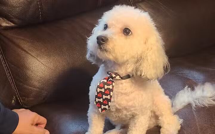 Central Bark Dog Grooming LLC - Dearborn Heights,