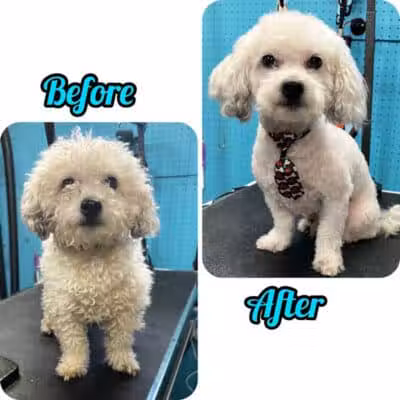 Central Bark Dog Grooming LLC - Dearborn Heights,