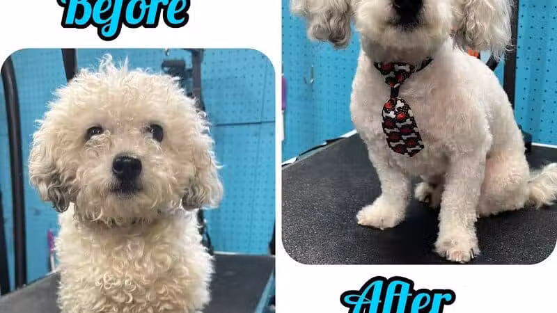 Central Bark Dog Grooming LLC - Dearborn Heights,
