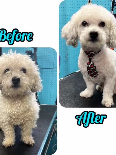 Central Bark Dog Grooming LLC - Dearborn Heights,